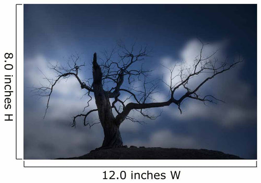 Silhouette of Bare Tree Wall Mural