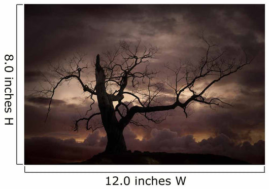 Silhouette of bare tree against sunset Wall Mural