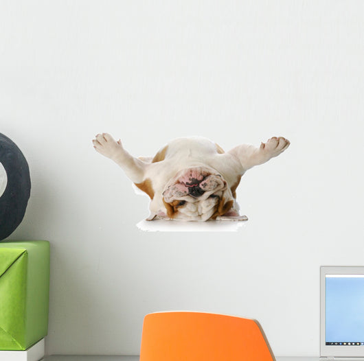 Dog Laying His Back