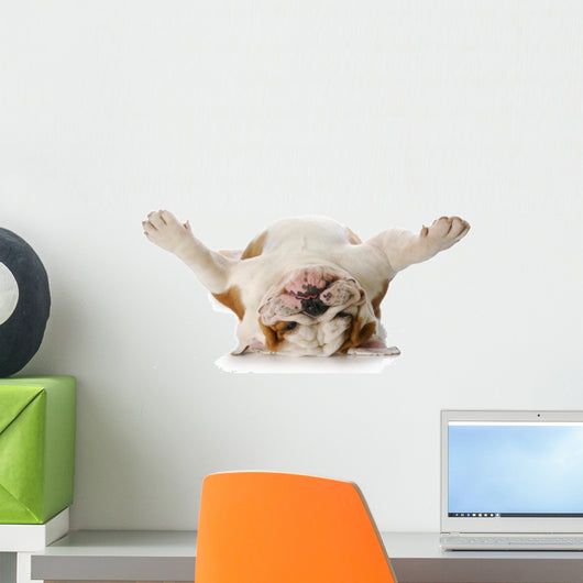 Dog Laying His Back