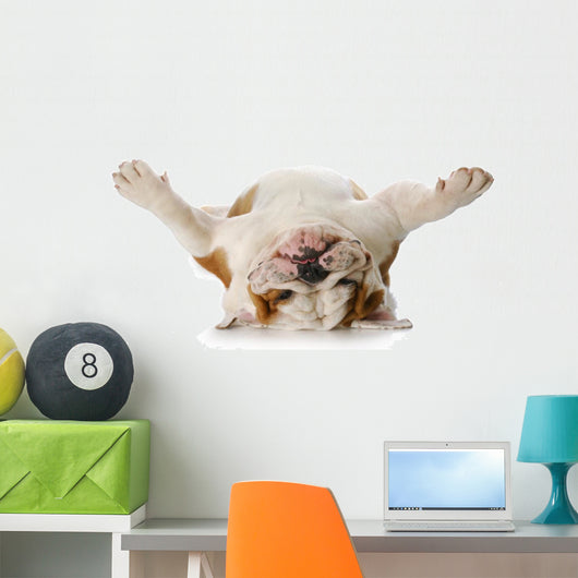 Dog Laying His Back