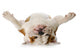 Dog Laying His Back