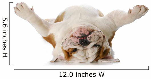 Dog Laying His Back