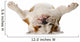 Dog Laying His Back