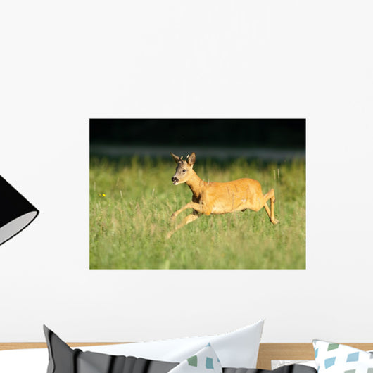 Reh Roe Deer Capreolus