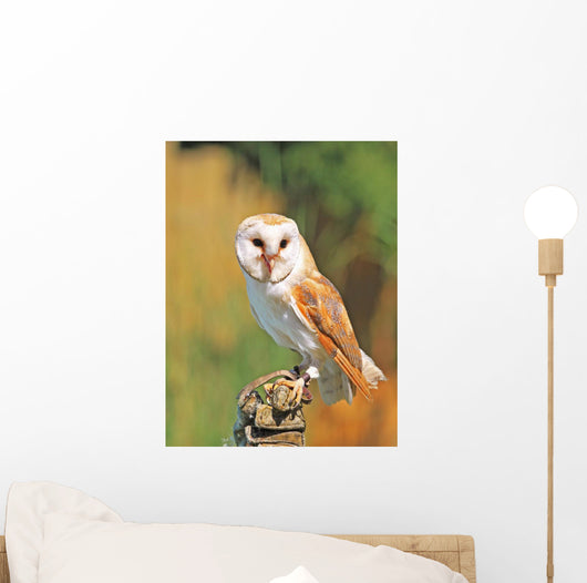 Barn Owl