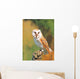 Barn Owl