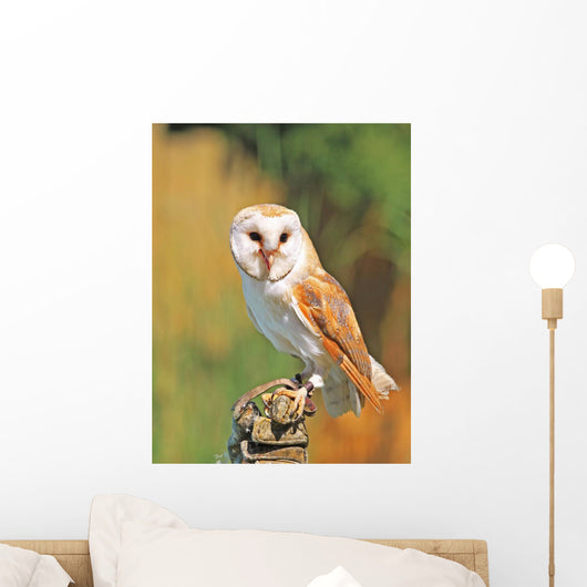 Barn Owl