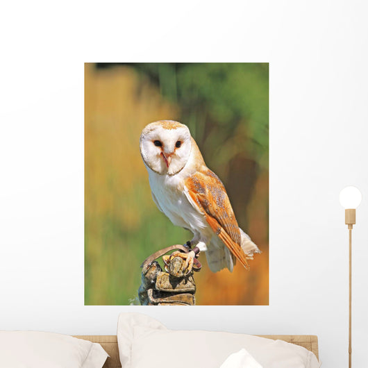 Barn Owl