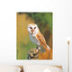 Barn Owl