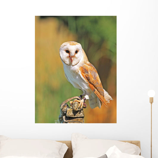 Barn Owl