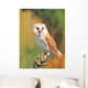 Barn Owl
