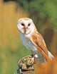 Barn Owl