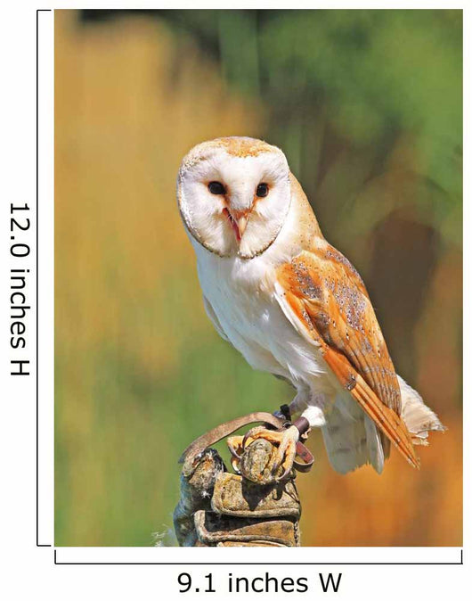 Barn Owl
