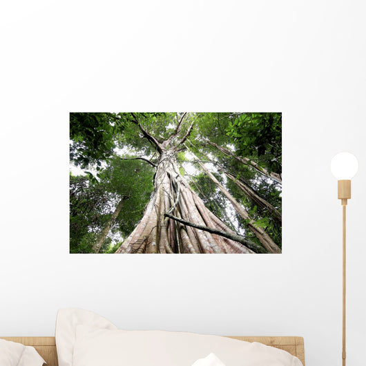 Central rain forest trees Wall Mural