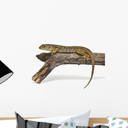 Lagarto Ocelado Descansando Sobre