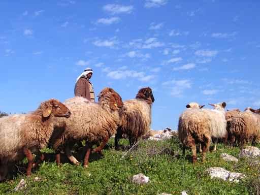 Herd and Shepherd Wall Decal