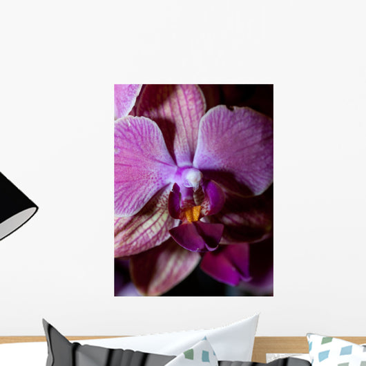 Orchidea