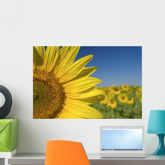 Sunflower Fields Wall Mural