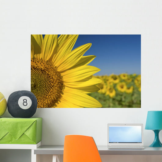 Sunflower Fields Wall Mural