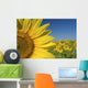 Sunflower Fields Wall Mural