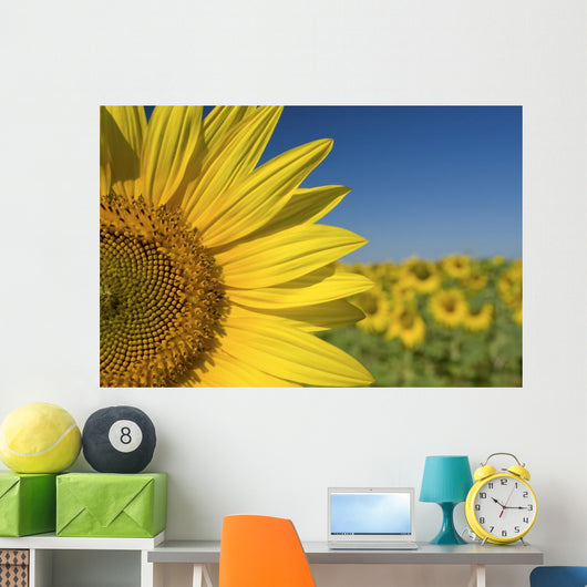 Sunflower Fields Wall Mural