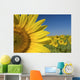 Sunflower Fields Wall Mural