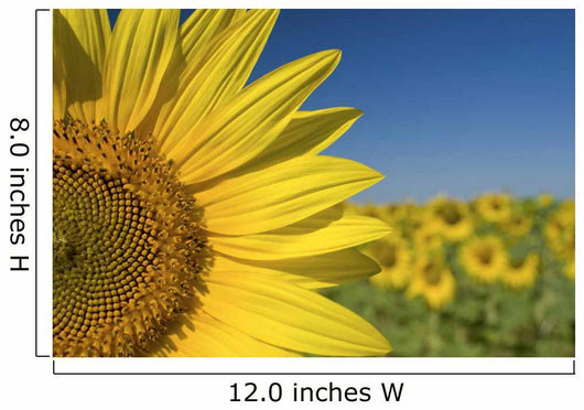 Sunflower Fields Wall Mural