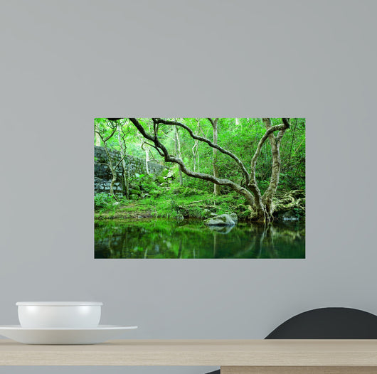 Forest Wall Mural