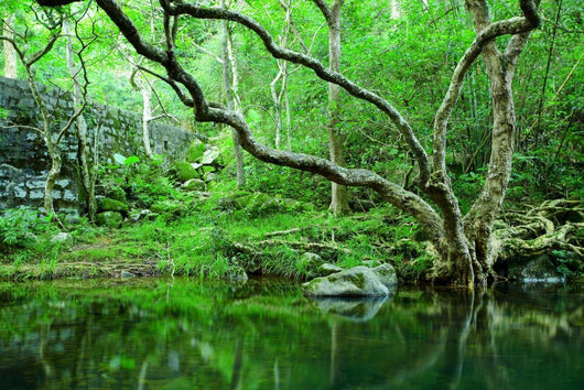 forest Wall Mural
