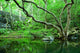 forest Wall Mural