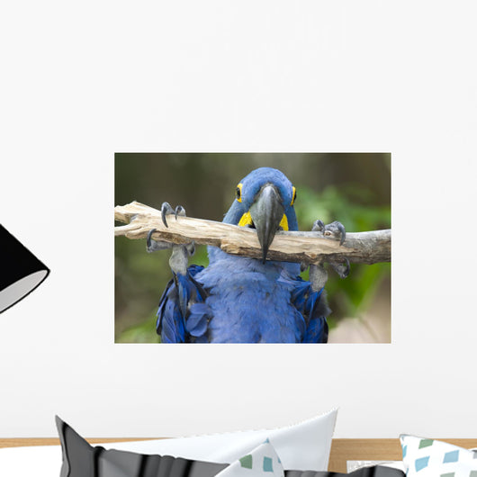 Hyacinth Macaw Playing in Tree Pantanal Brazil Wall Mural