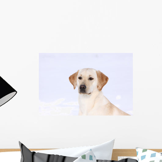 Labrador Retriever im Schnee