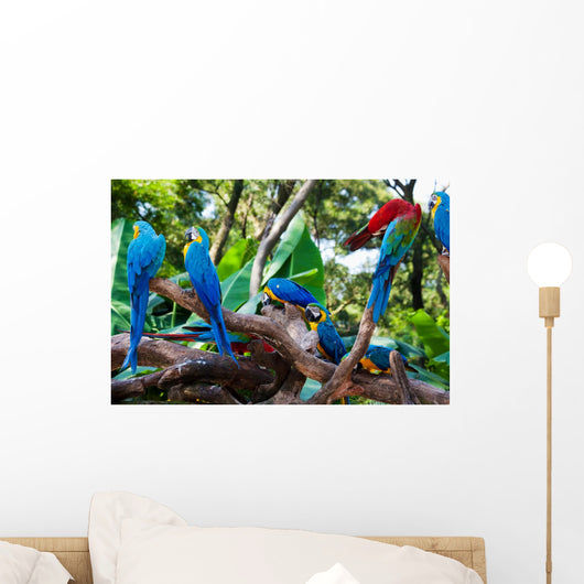 Beautiful Parrots