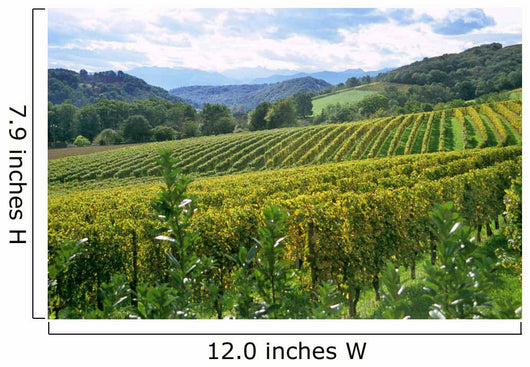 french winery in the pyrenese Wall Mural