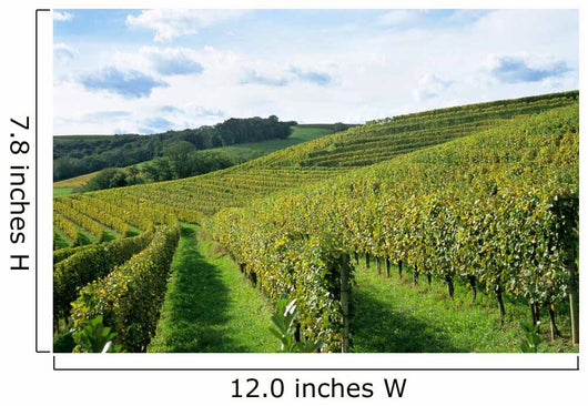 french winery Wall Mural