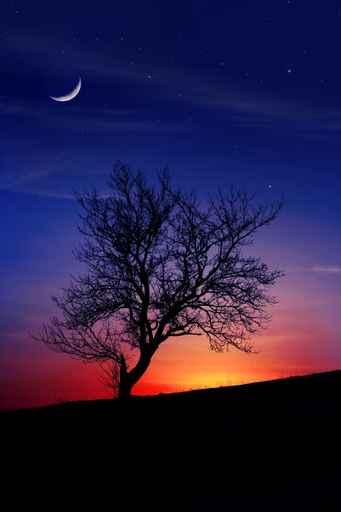 Winter Evening Wall Decal