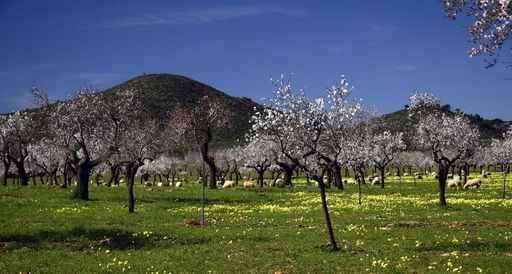 Mallorca Almond Wall Decal