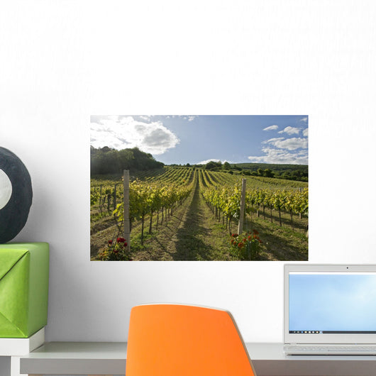 Vineyard with Cloudy Sky