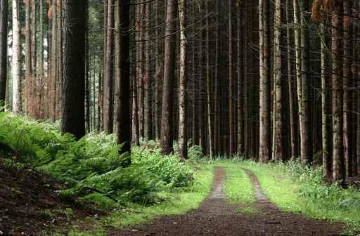 Trees and Forest Wall Decal