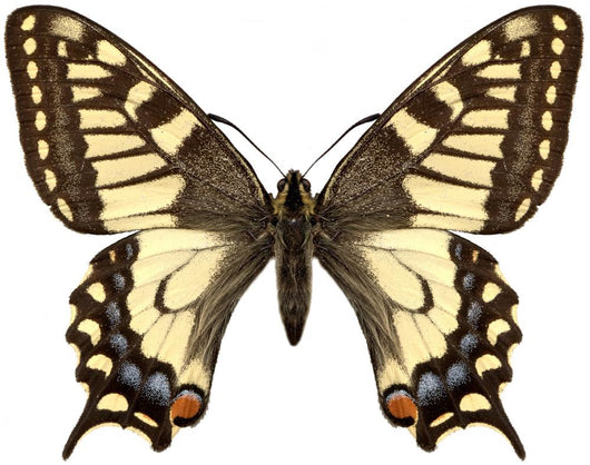 Yellow Butterfly Machaon Wall Decal
