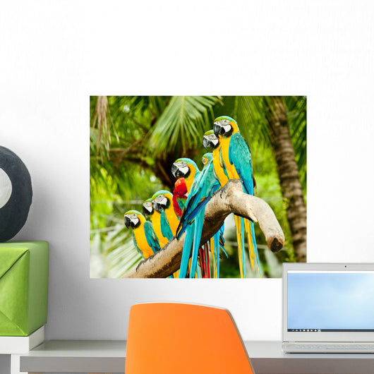 Group Macaw