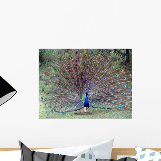 Peacock in All Its Splendour Wall Mural