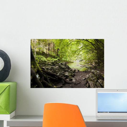 River with Rocks Forest