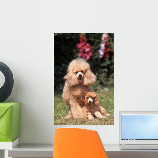 Tenderness between Poodle Mom