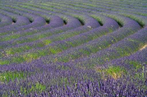 Lavender Wall Decal Design 3