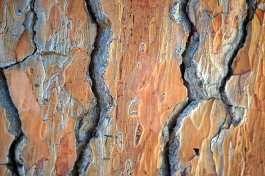 Brown Texture under Tree Wall Decal