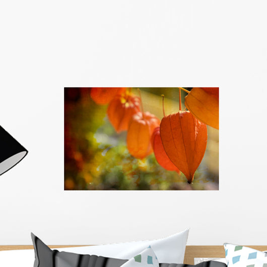 Physalis