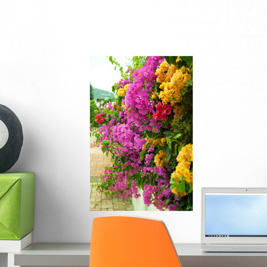 Bougainvillea