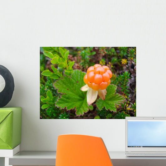 Close-up of an arctic cloudberry on an undergrowth background Wall Mural